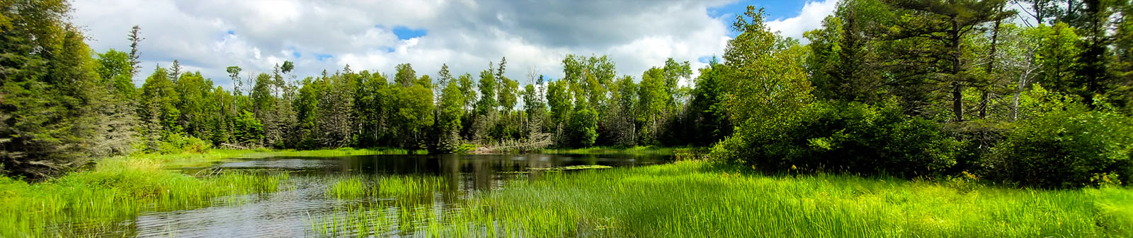 lake with pine trees